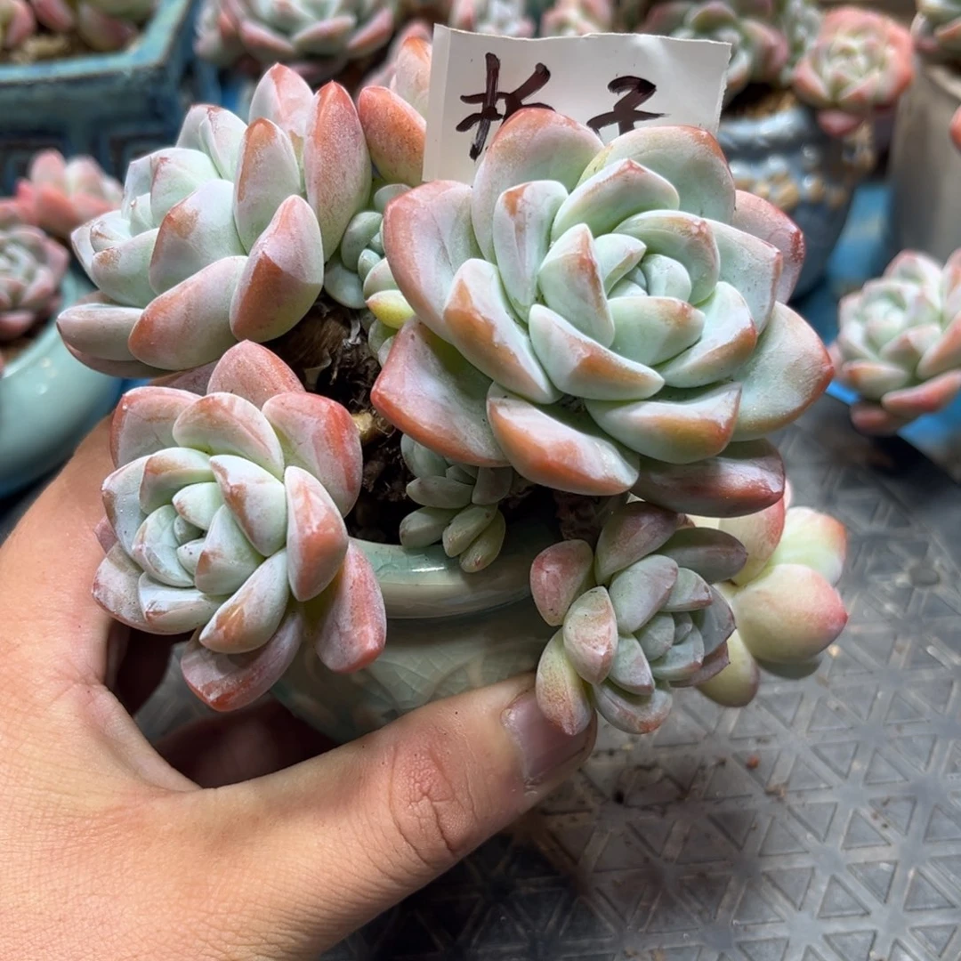 栀子专拍冰玉悬崖老桩