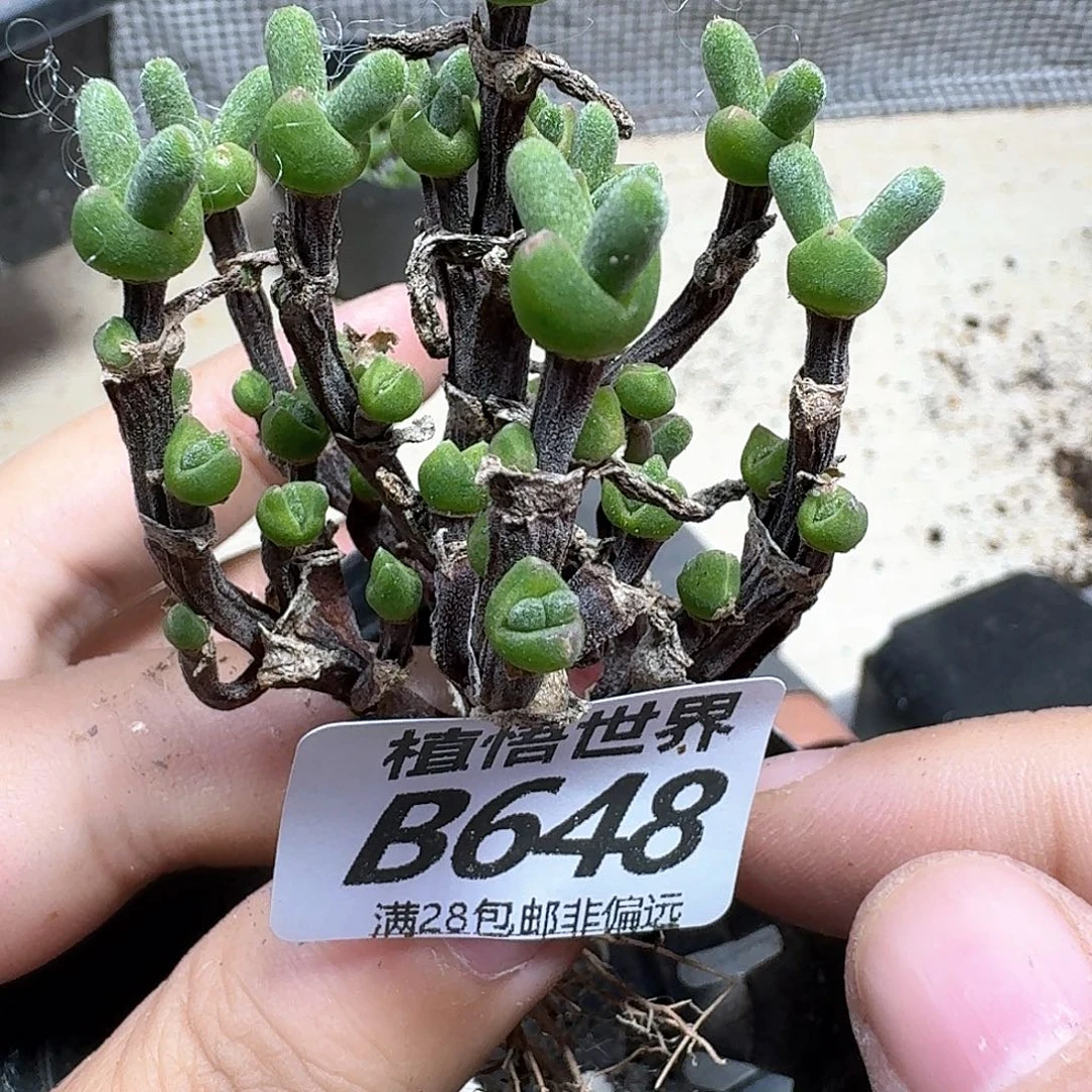 多肉植物多肉植物