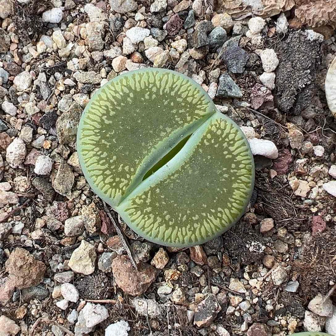 3841绿光阳福利3.2