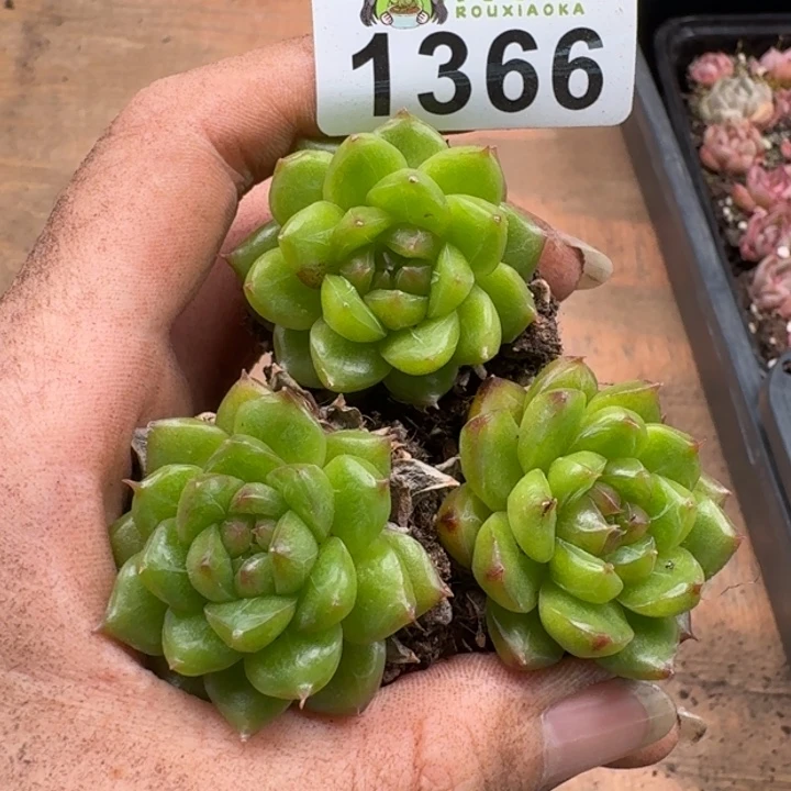 无花朵多肉植物多肉植物