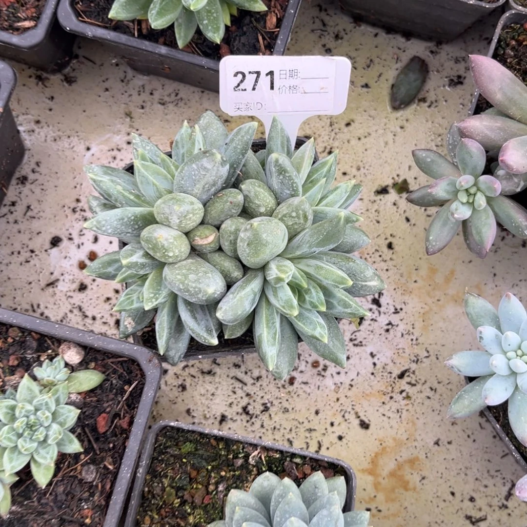四头重楼多肉植物271