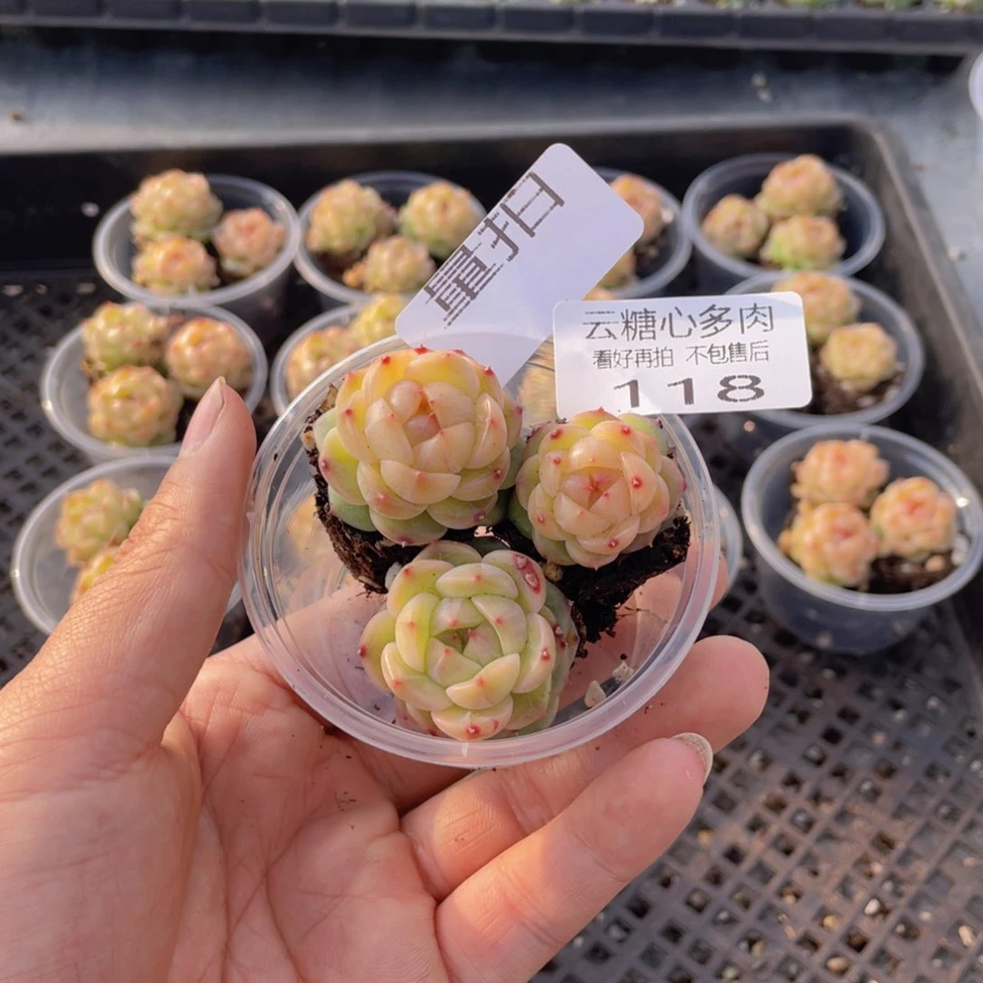 云糖心多肉植物118