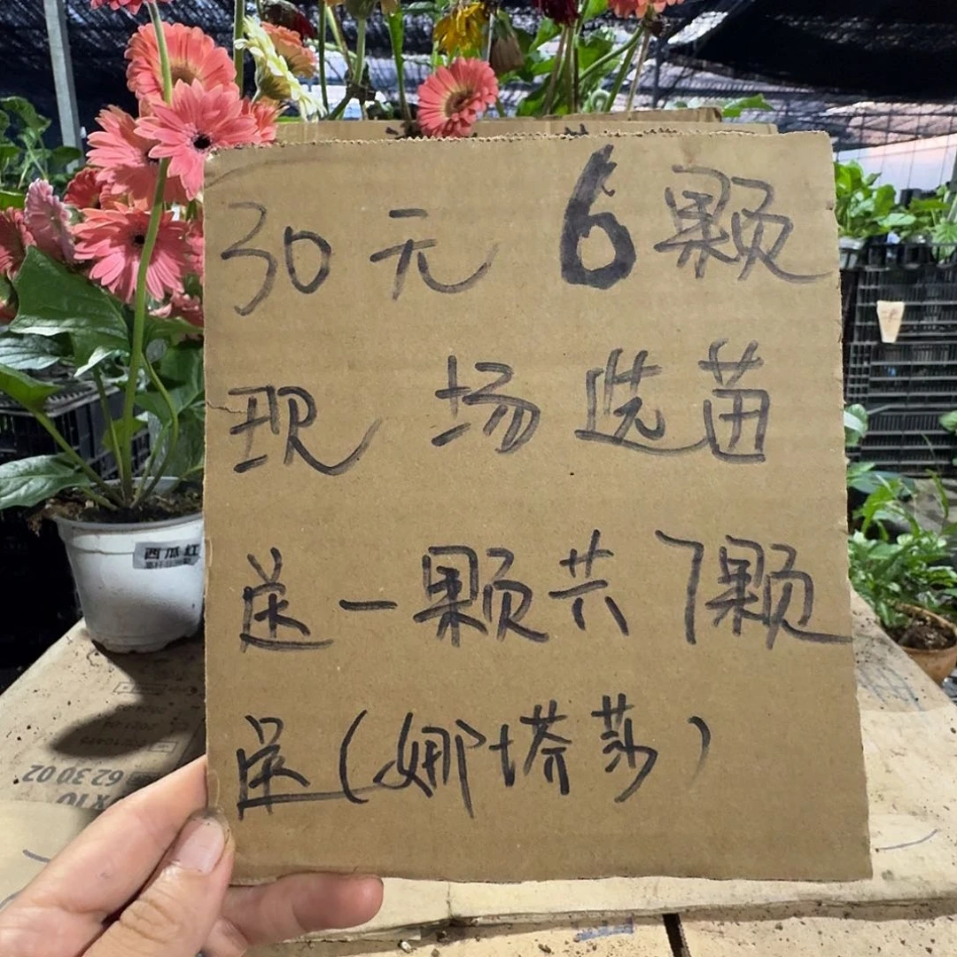 无花朵6颗自己备注品种