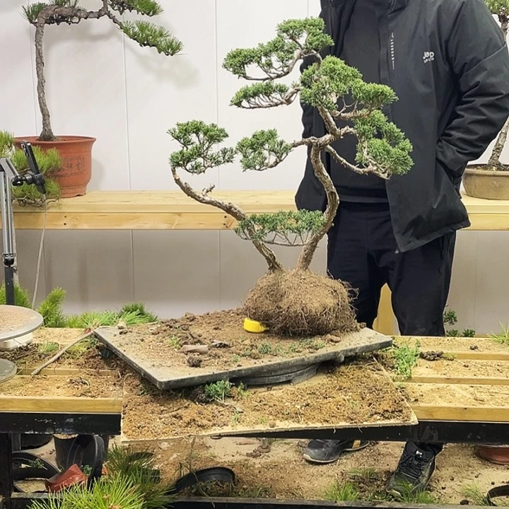 风**林黄山松盆景艺术中心
