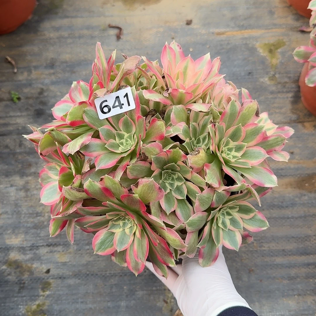 多肉植物布加迪 641号