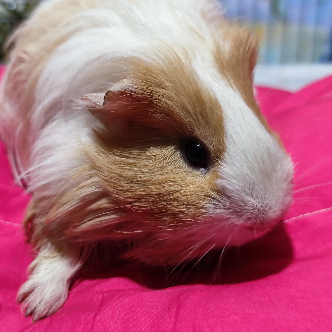 活体豚鼠家养幼崽荷兰猪