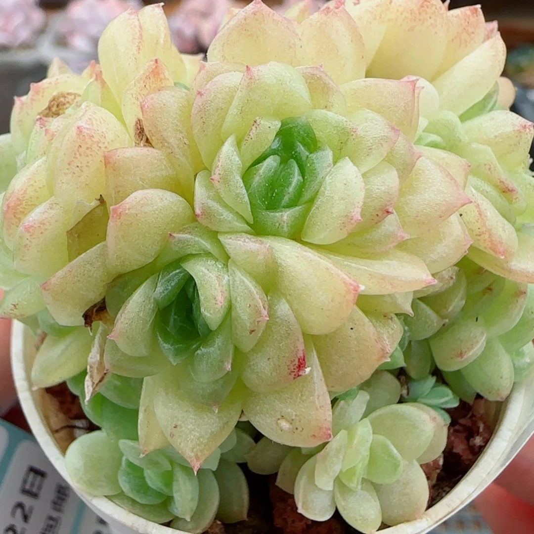 花语逸镜0922-180散