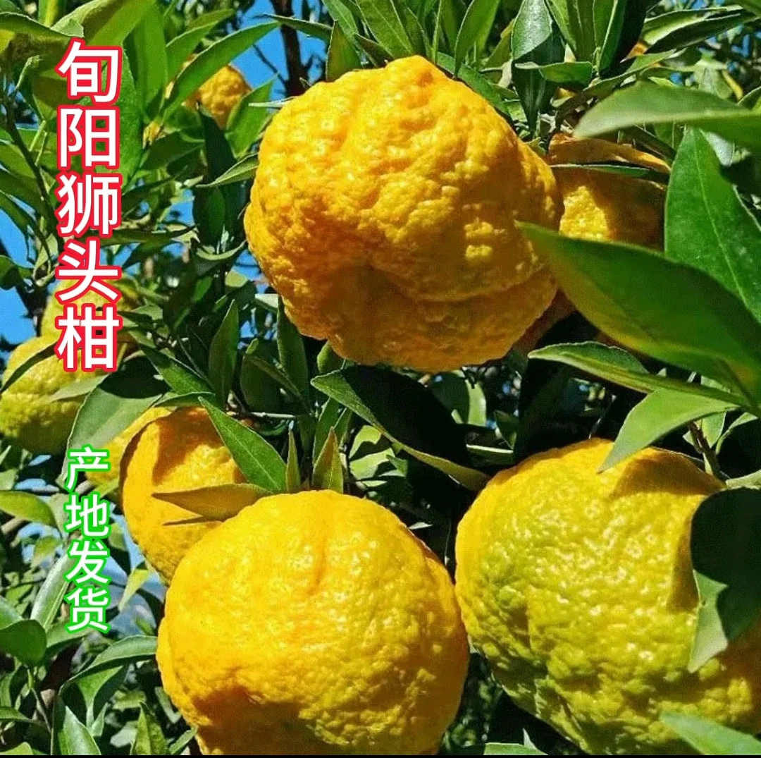旬阳狮头柑酸甜爽口（7分甜2分酸1分苦介意勿拍）旬阳陈姐推荐