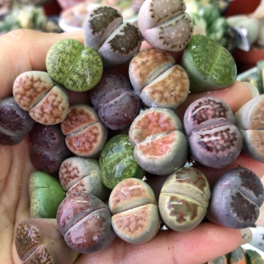 2064，1.8-2.2厘米如图21棵