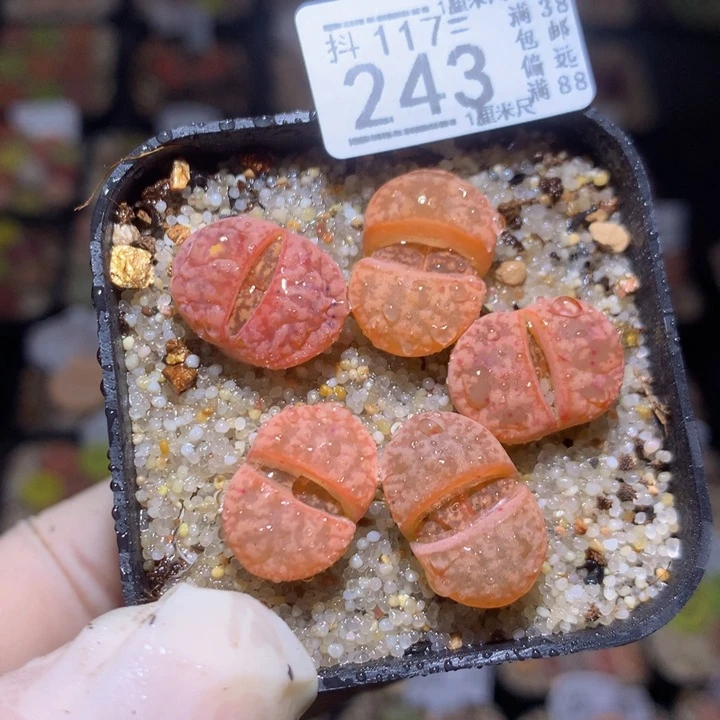 精品生石花117.243