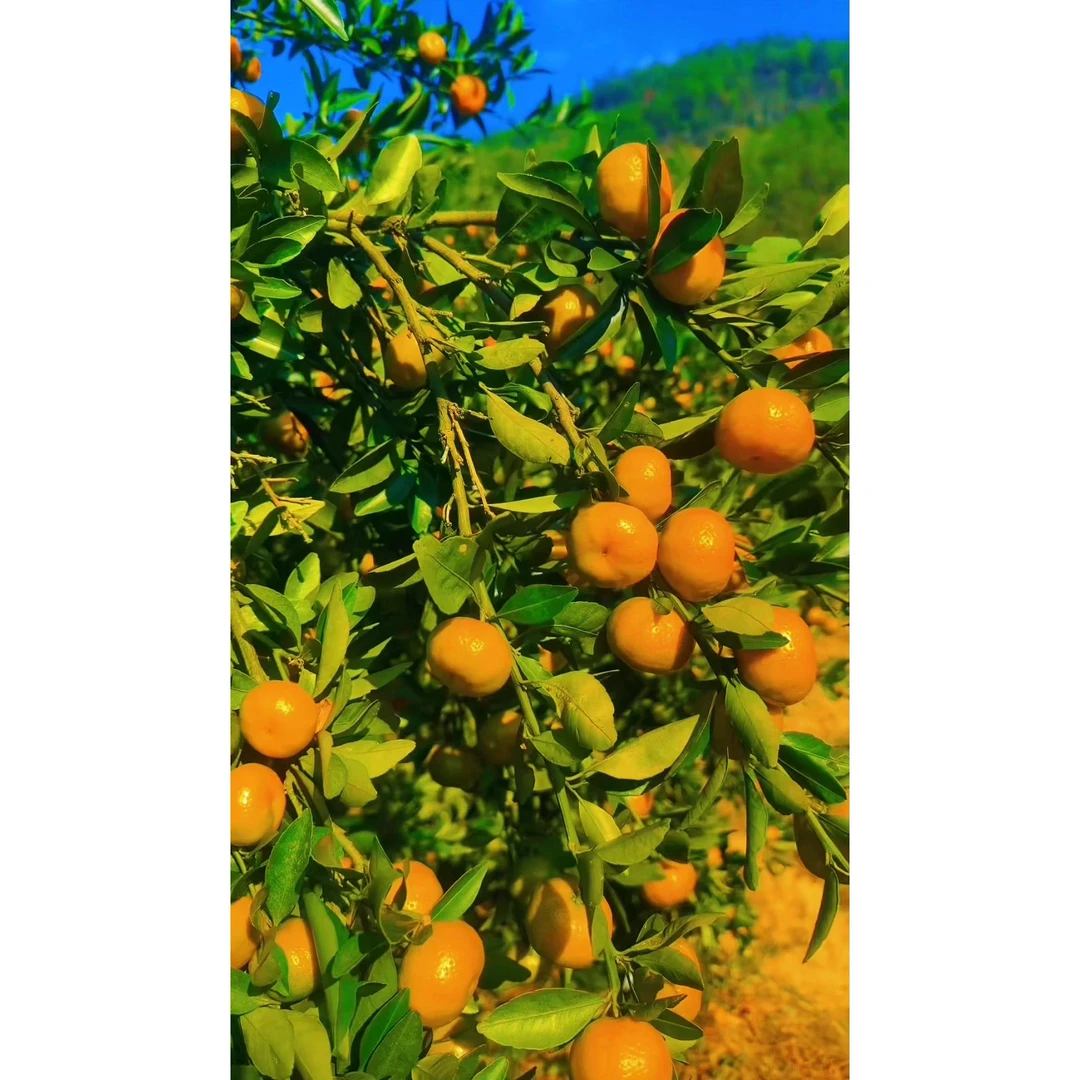湖南安化南方蜜橘新鲜应季橘子多汁皮薄孕妇当季水果果园直发
