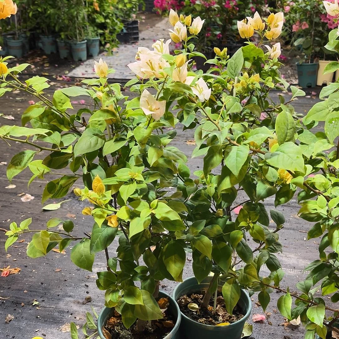 完全开放苏瓦娜带竹一颗