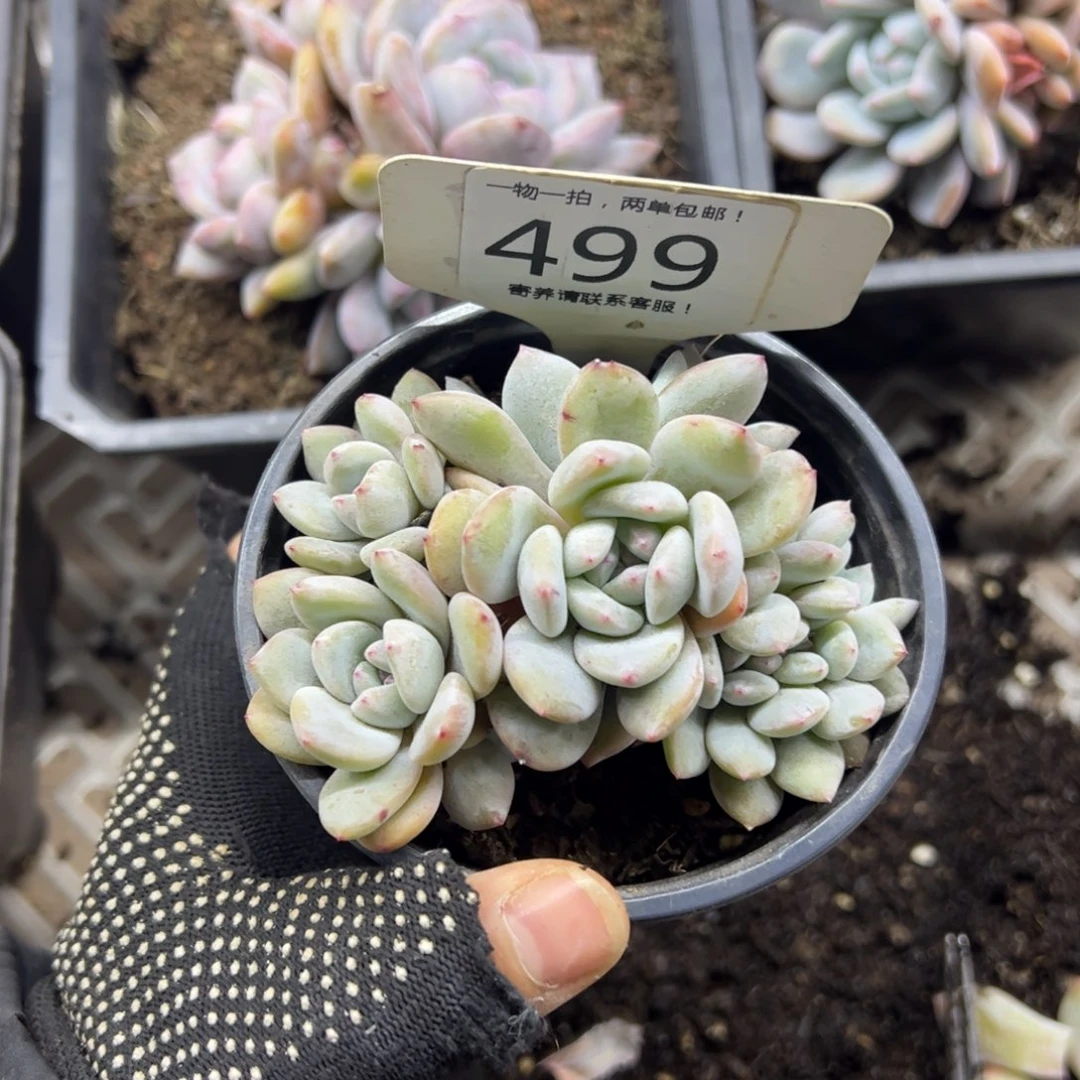 红陶猫499号多肉植物
