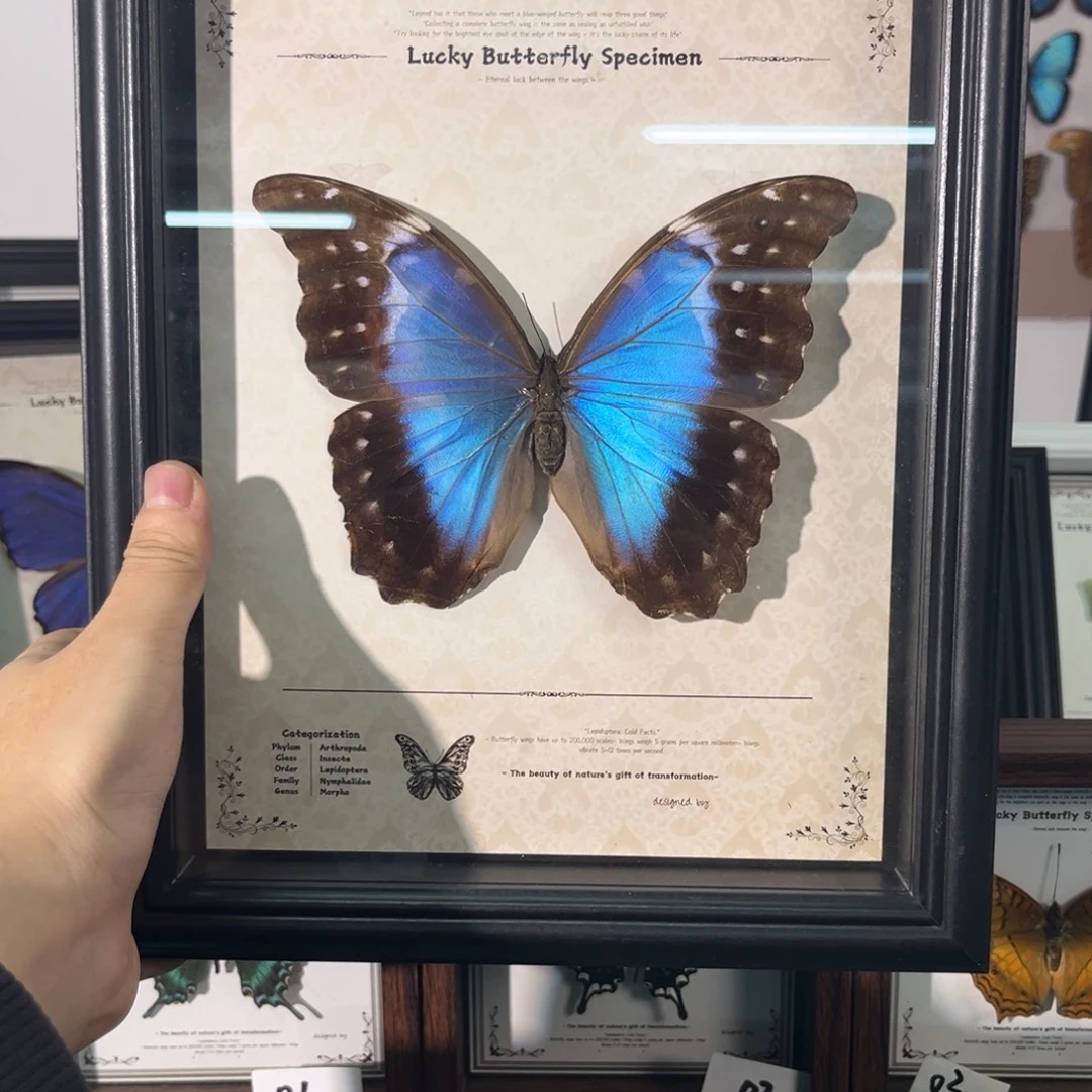 横款亲瑕雌性大蓝