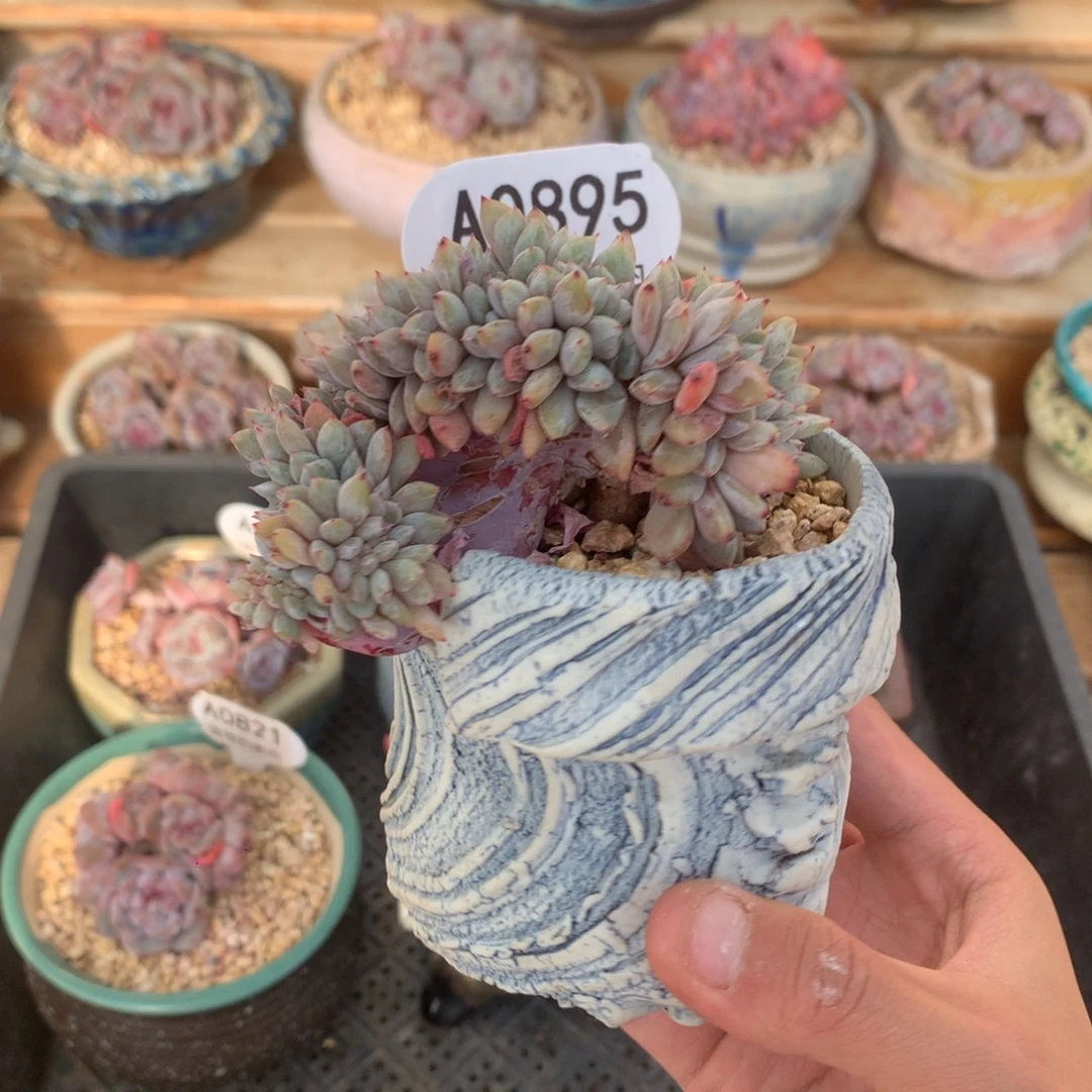 A0895 星影缀 悬崖 无砍 9cm