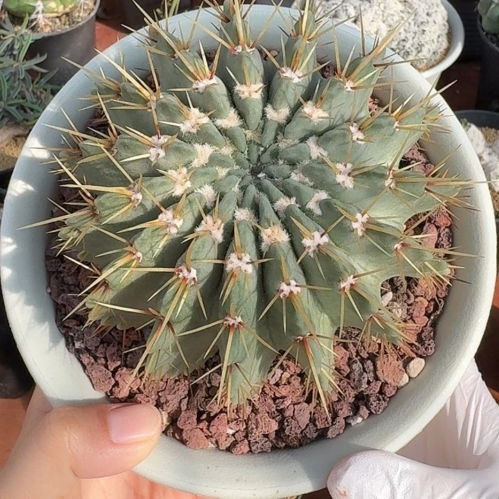 梵***星白狮子仙人球12345