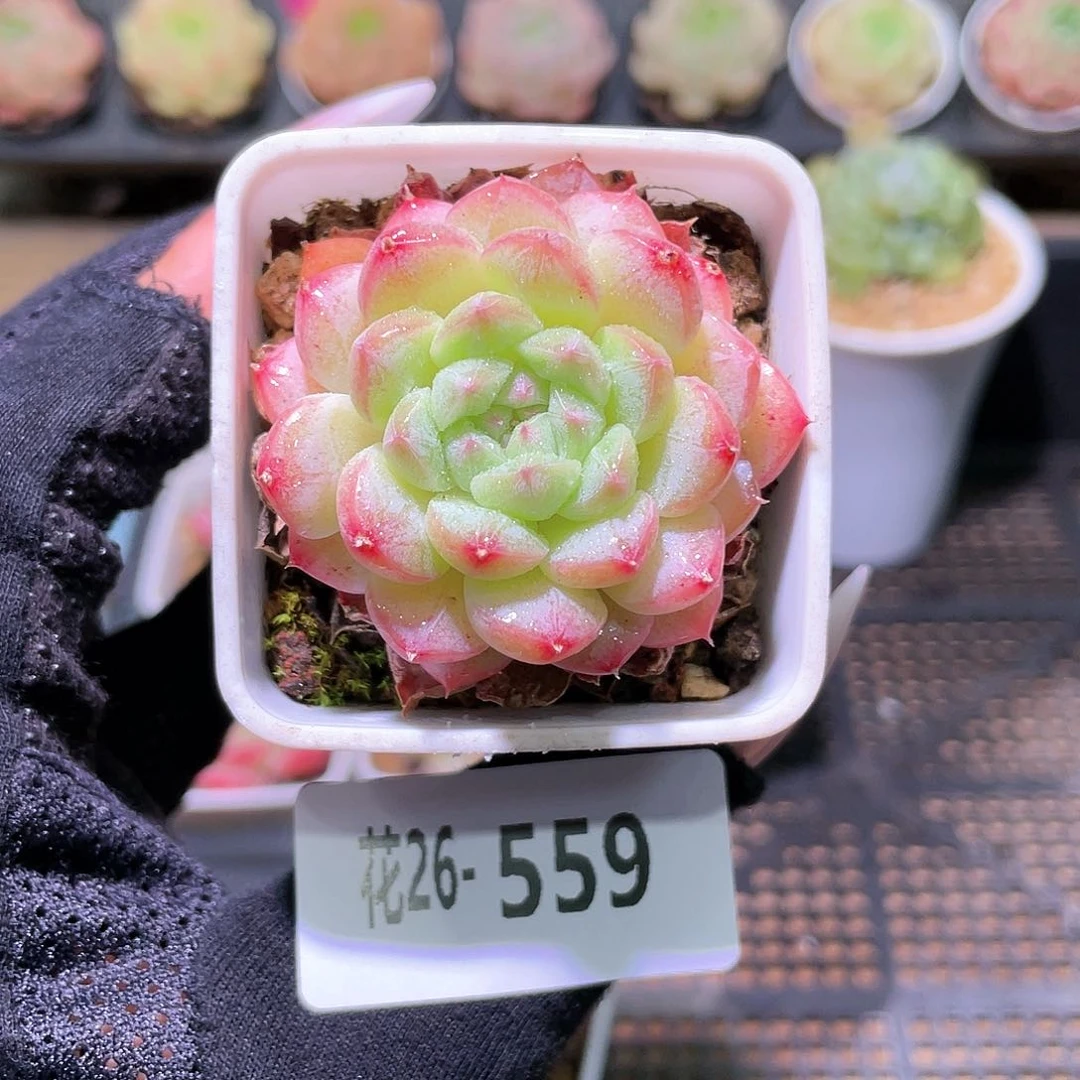 花利美26-559白桃汽水