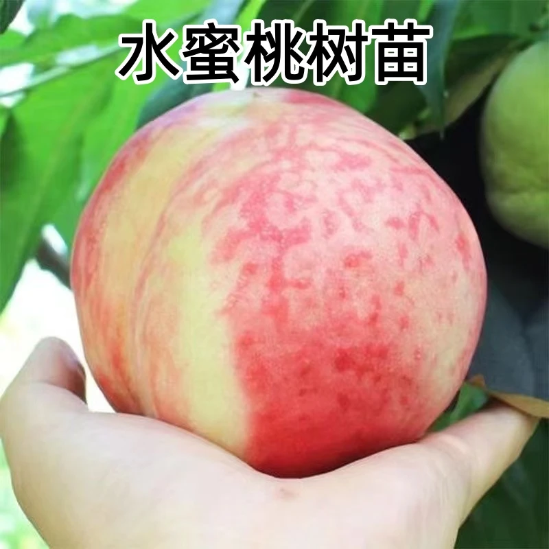 耐寒嫁接水蜜桃果树苗南方北方庭院种植桃树苗地栽盆栽水蜜桃树苗