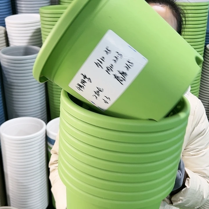 特价4号四季口25高21.5果绿无托8只