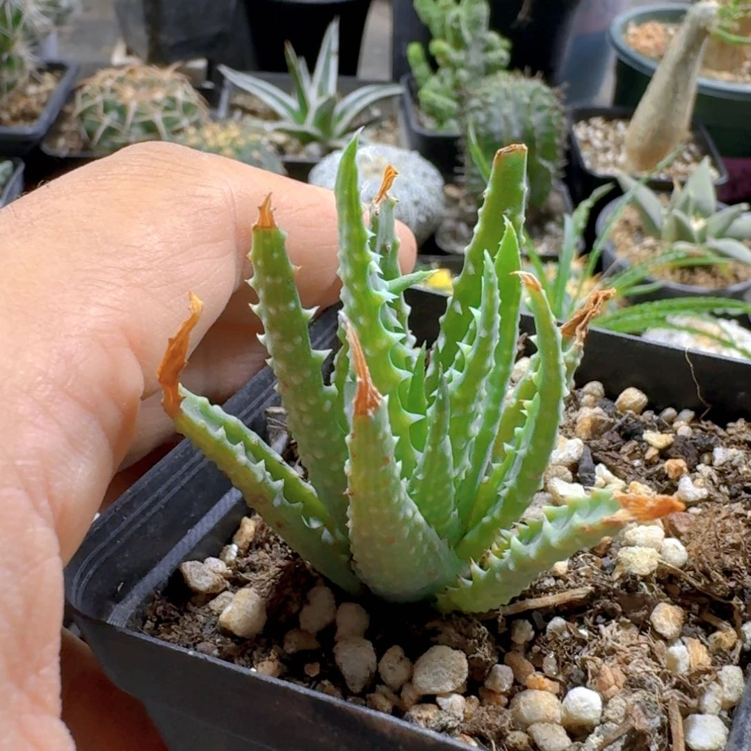 222深海阎王芦荟脱土发货