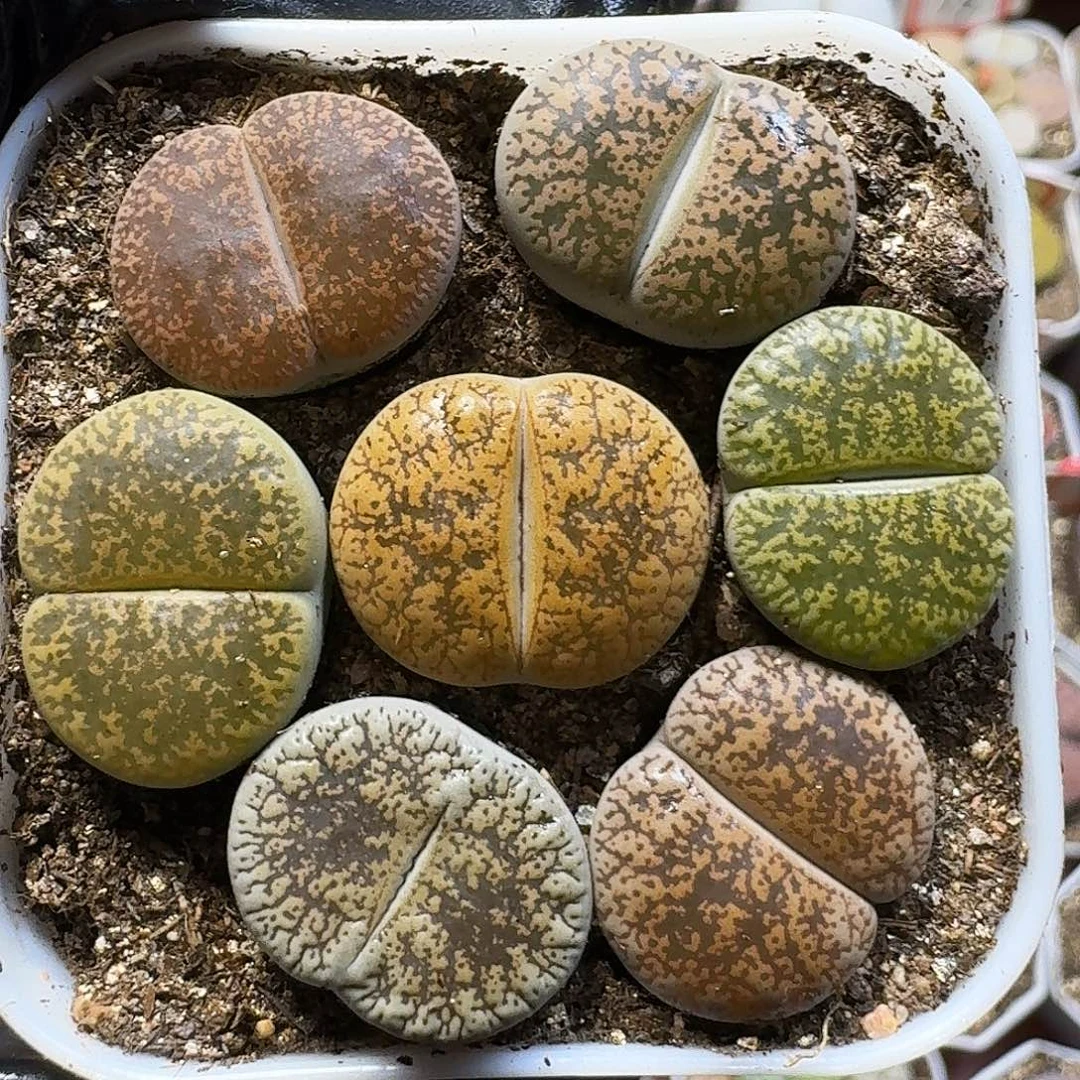 生石花111111。    168