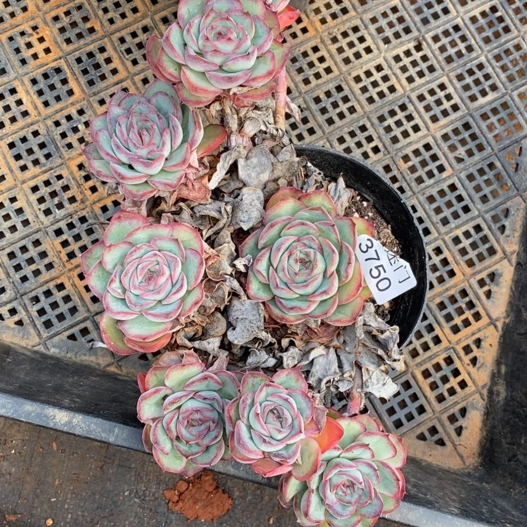 (***)不售后3750~16厘米
