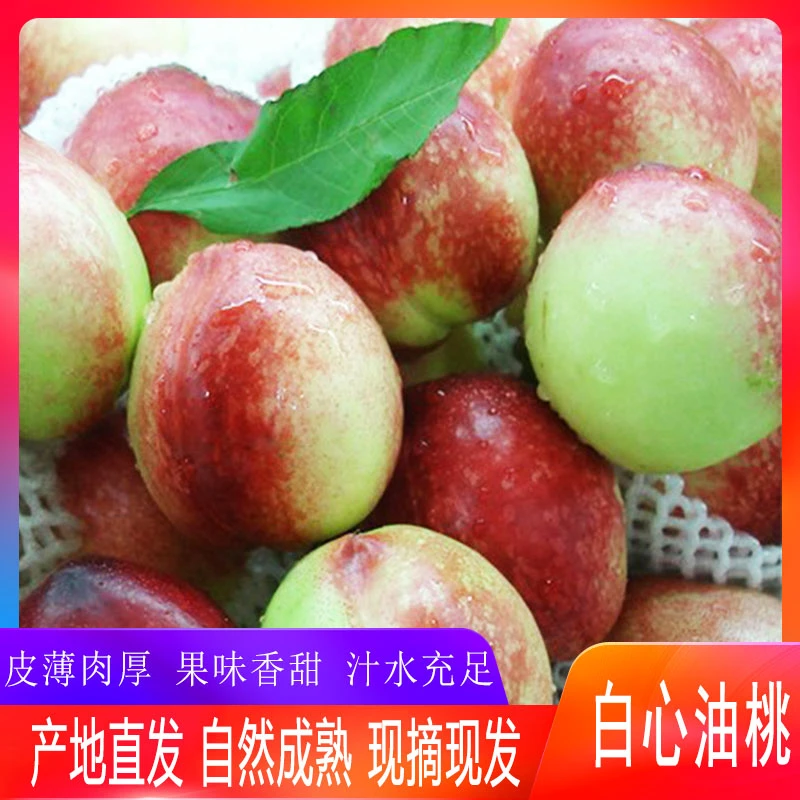 云南红河泸西高原露天新鲜当应季白心油桃软糯香甜现摘现发