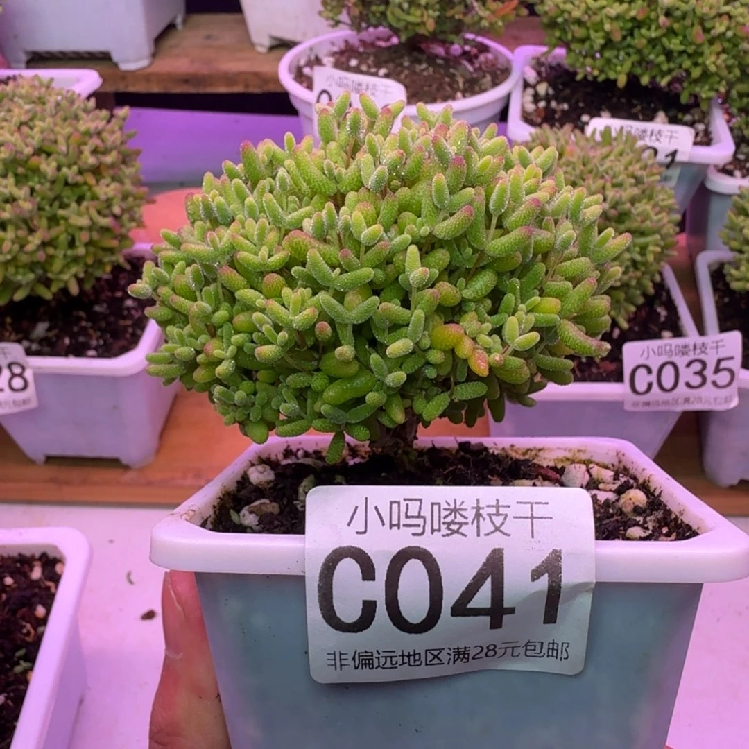 枝干番杏蜜桔糖球041