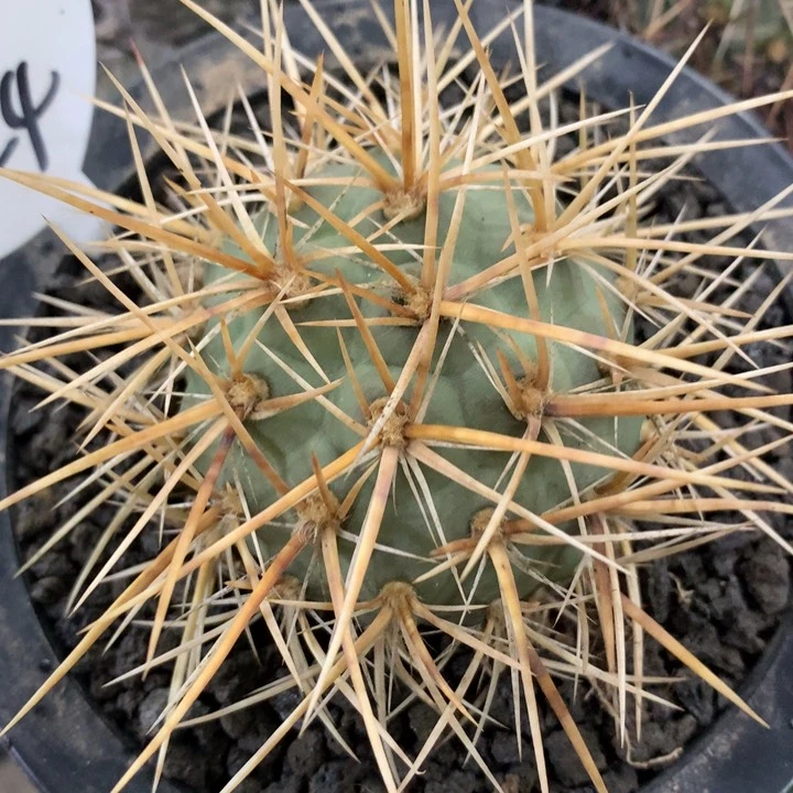 【闪购商品】强刺海胆习仙人球仙人球