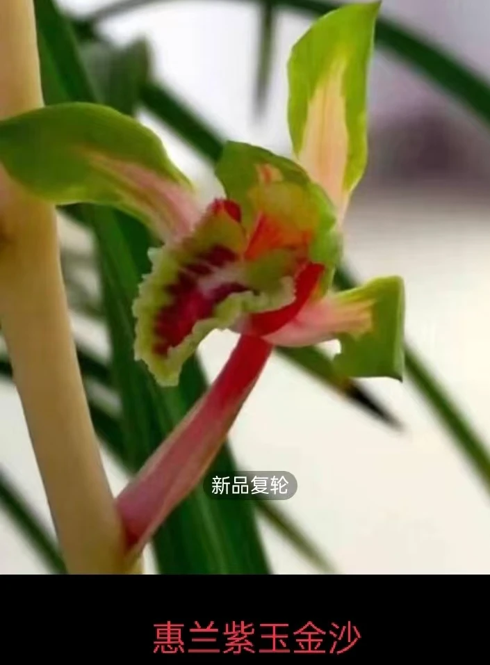 蕙兰 （紫玉金沙） 3苗草脱盆裸根发货