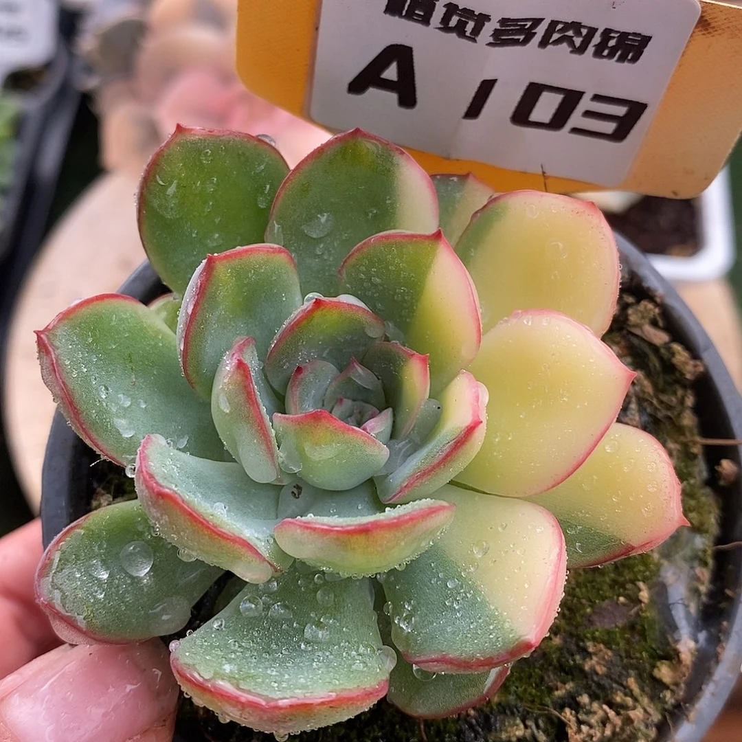 103雨燕座哈哈哈哈哈