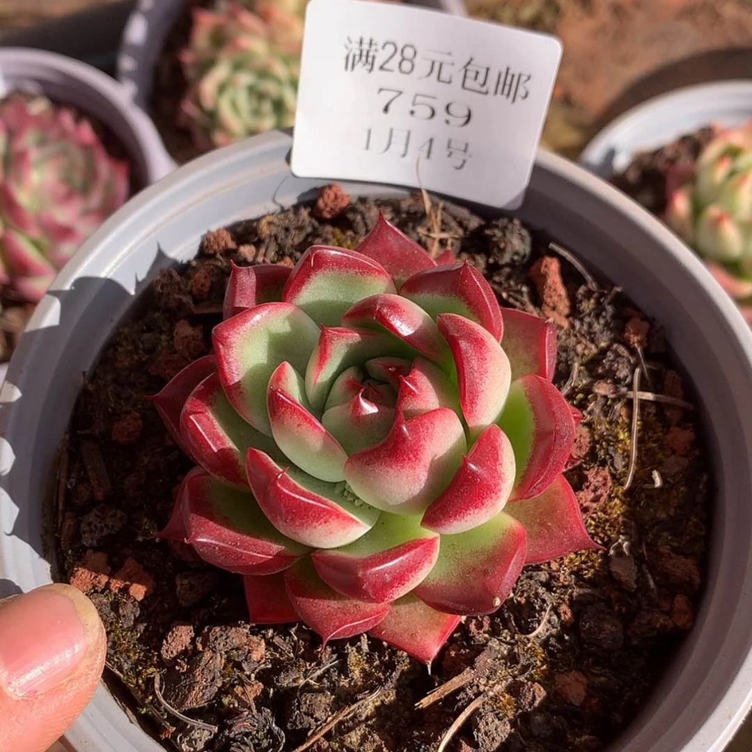 【闪购商品】云759