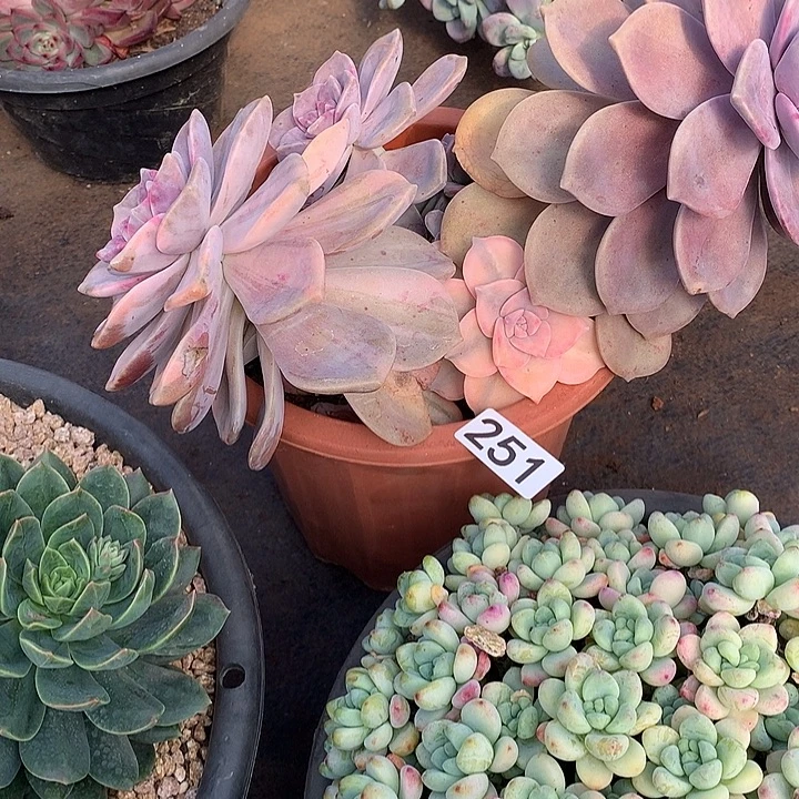 251紫乐锦 一物一拍多肉