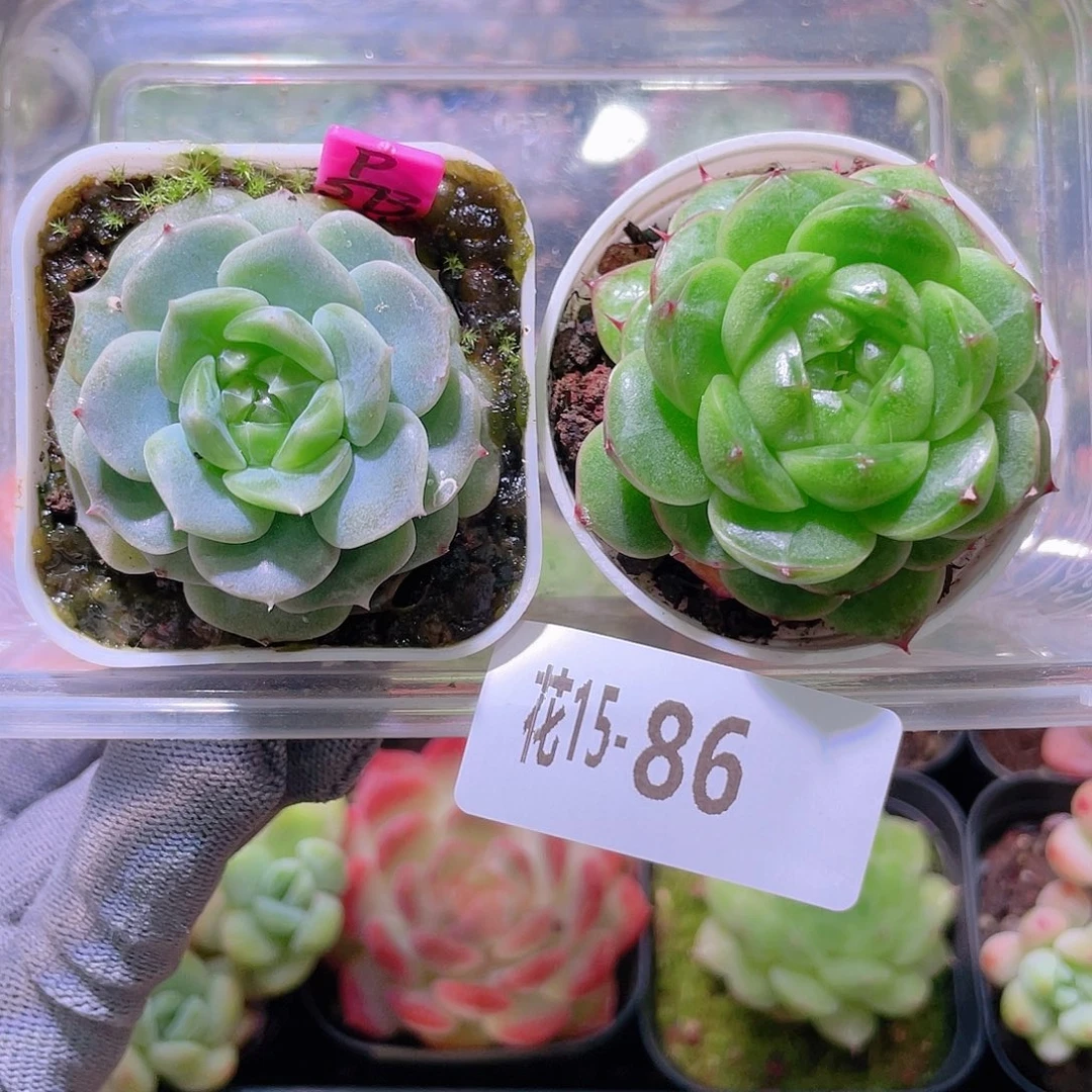 花利美15-86珍妮2颗