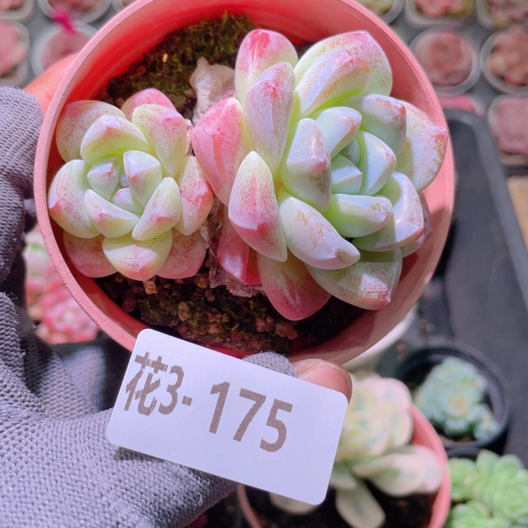 花利美 3-175冰玉