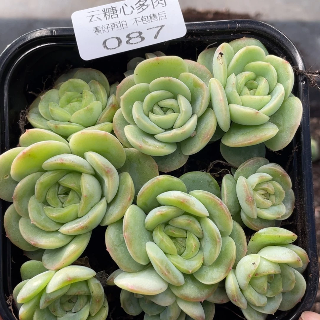 云糖心多肉植物87