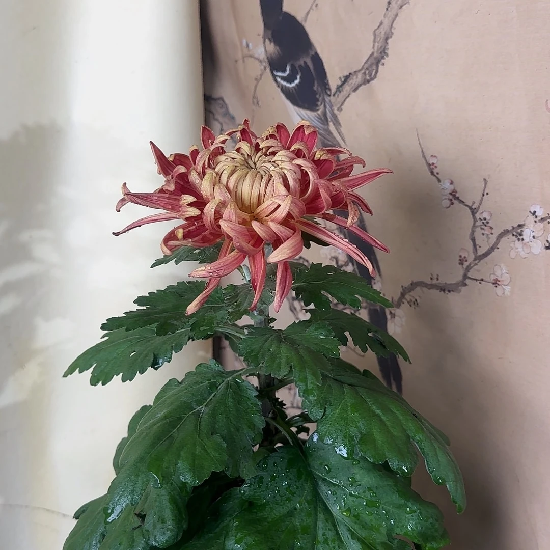 三***逸全部花朵M9999999