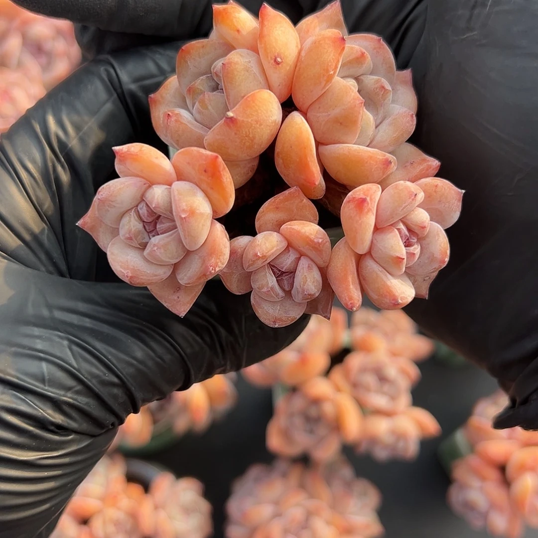 深***秋1894号五头星影带盆发的