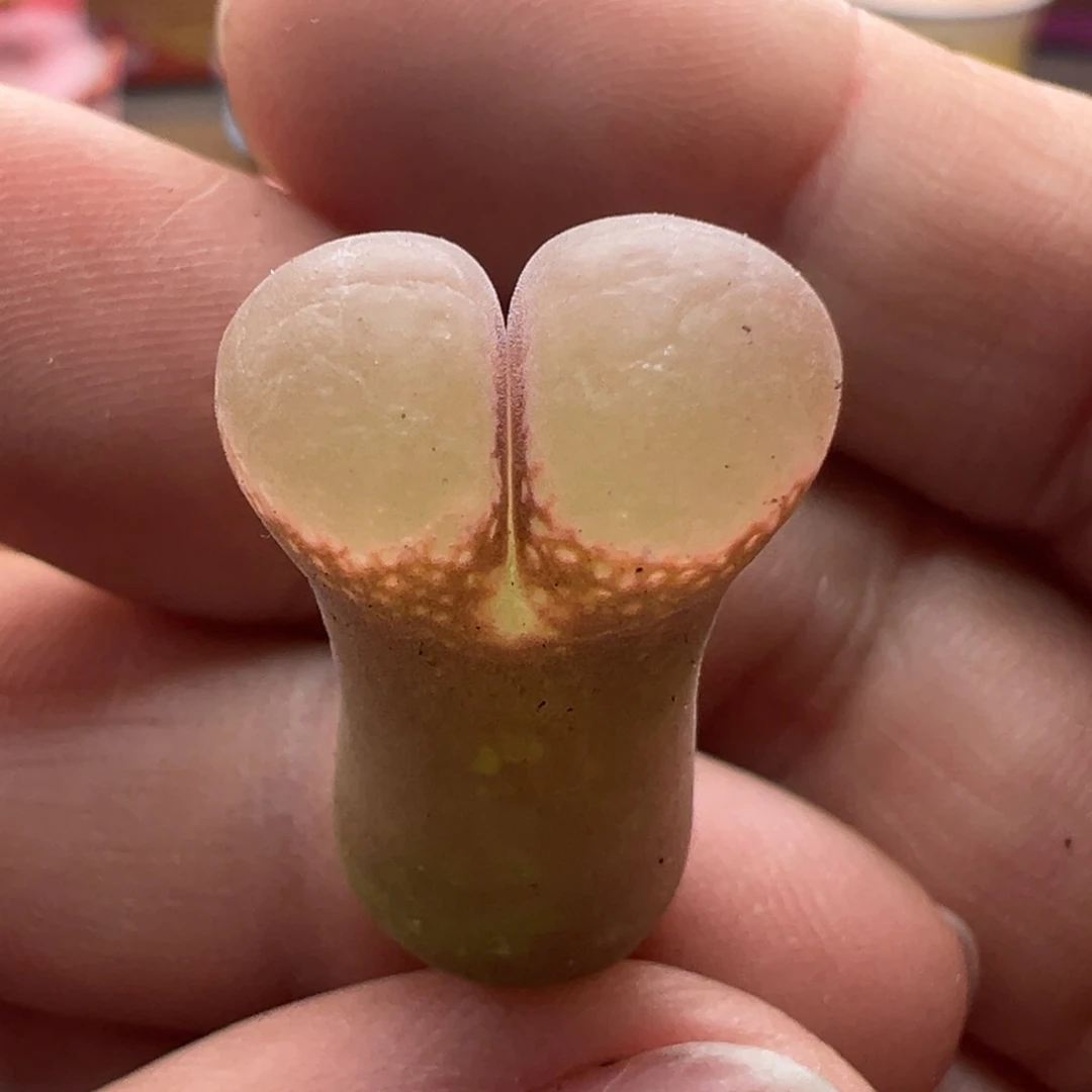 b****u969。1802.1黑眼豆豆