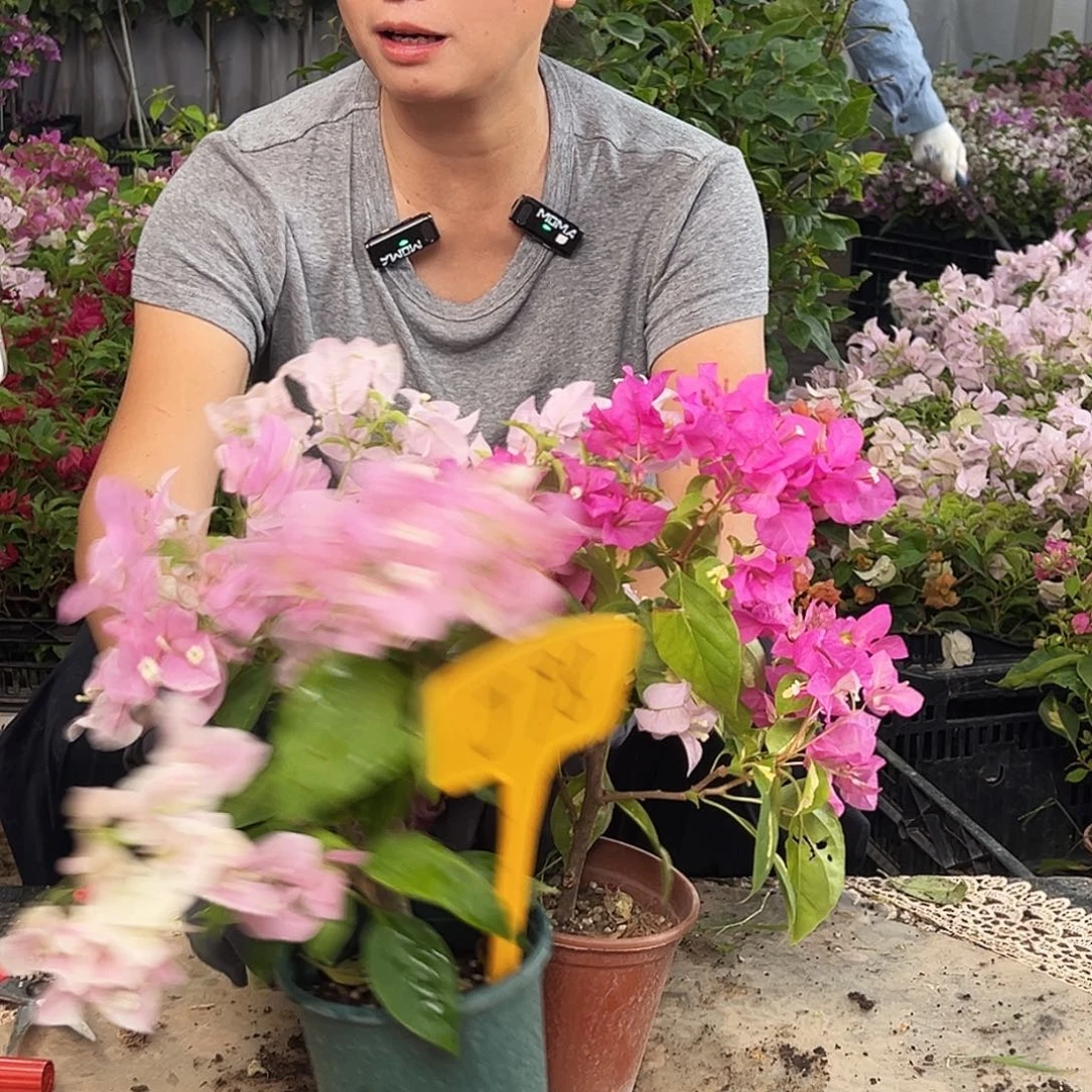 福***气大部分花苞少量开放J98组合