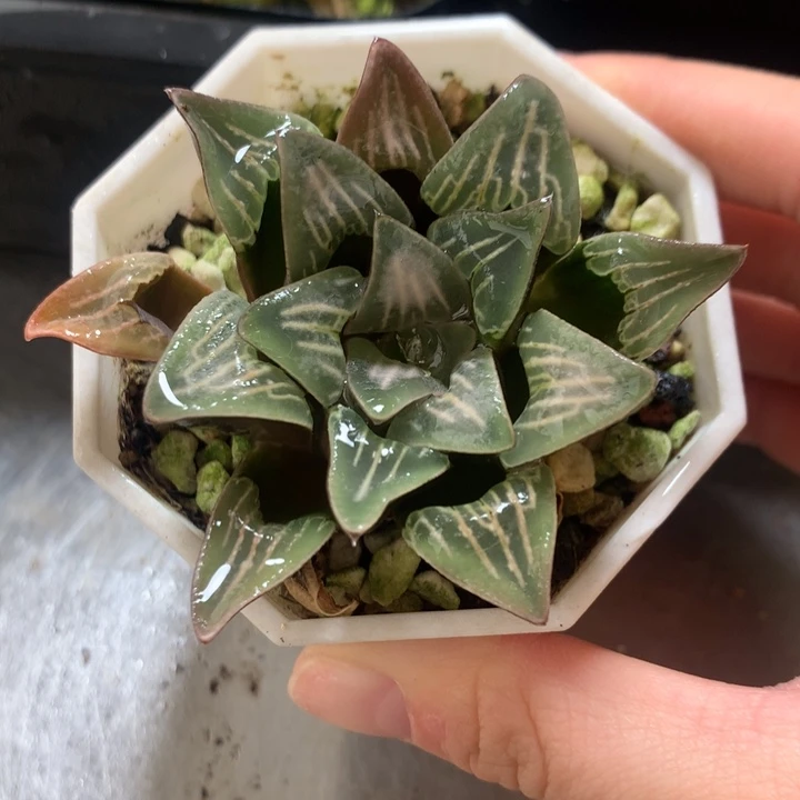 白美人一物一拍带盆