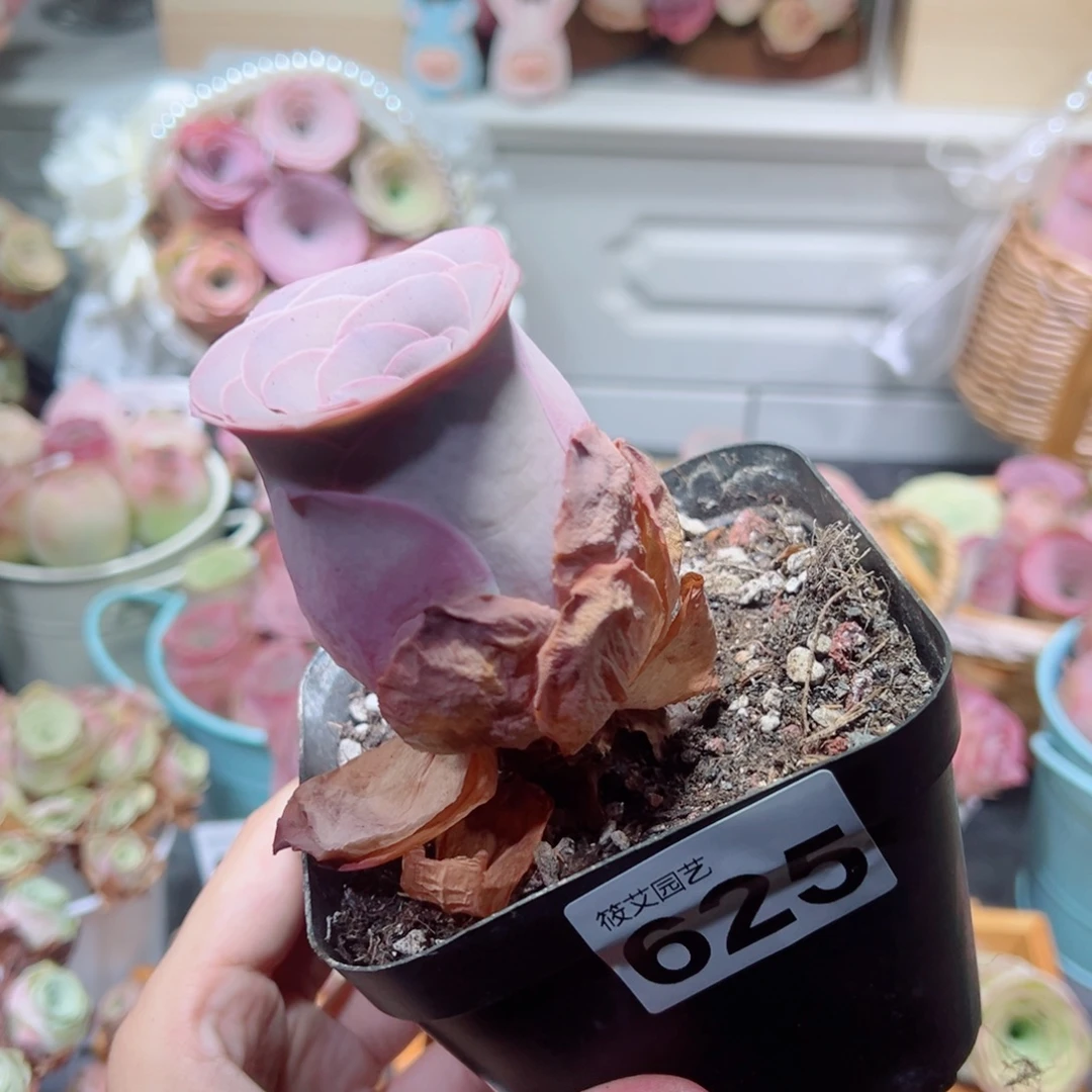 625紫酒杯4.5公分。