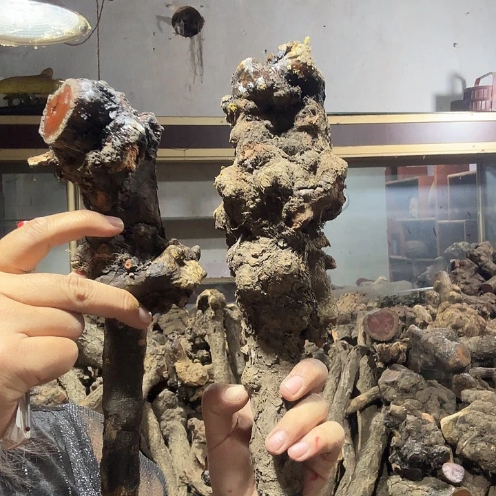 寻***木火琉璃的故事是一个