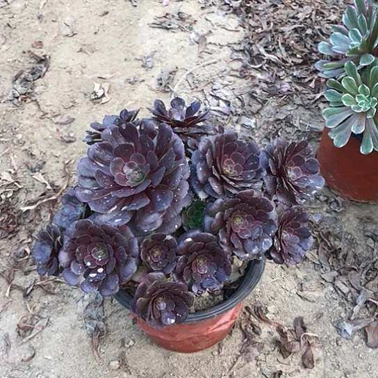 简***活萝莉法师000000007