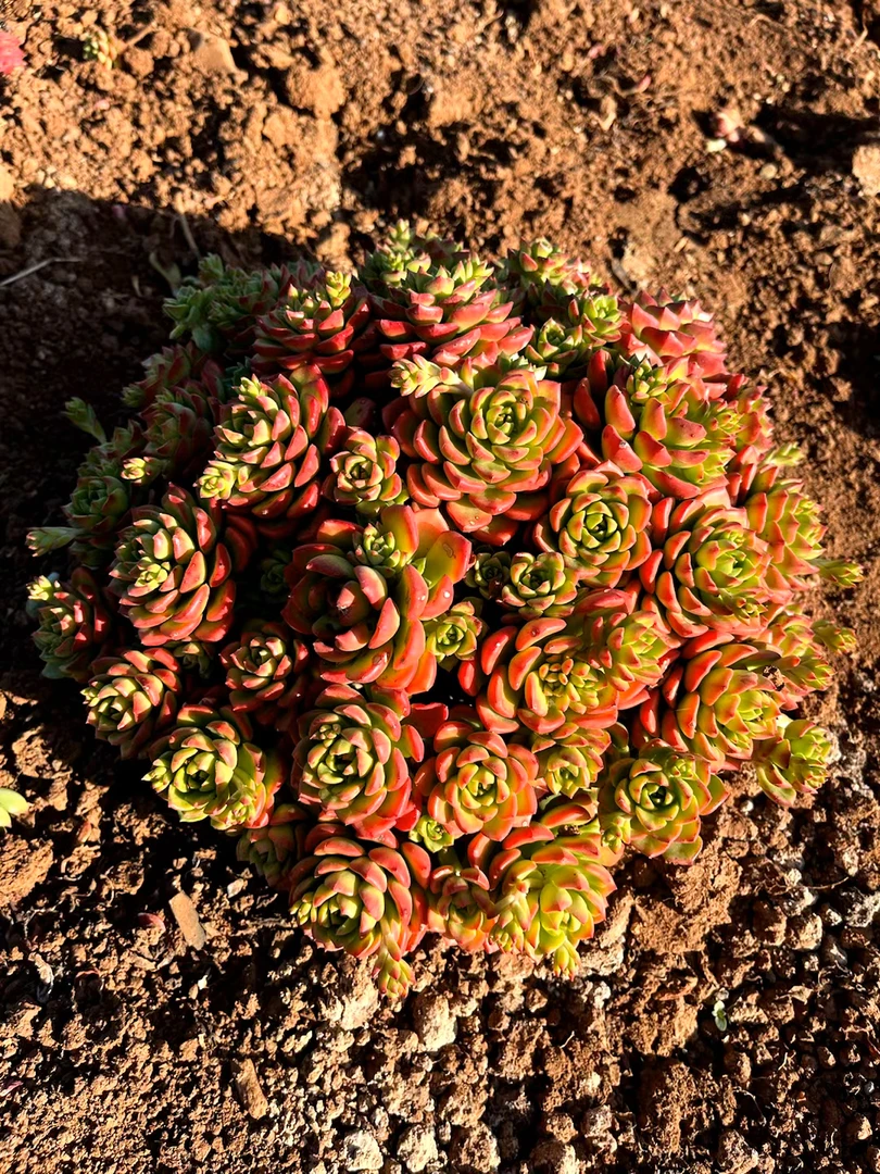 老桩玫瑰蒂亚（30公分起脱土裸根发）