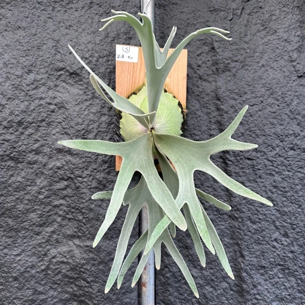 3号 银鹿鹿角蕨 热植ins风高级桌面盆栽 懒人植物易活 新手友好