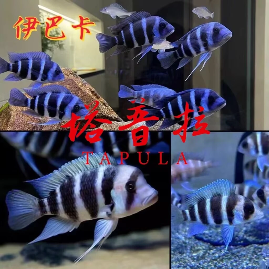 塔普拉伊巴卡六间三湖慈鲷进口精选观赏鱼热带鱼