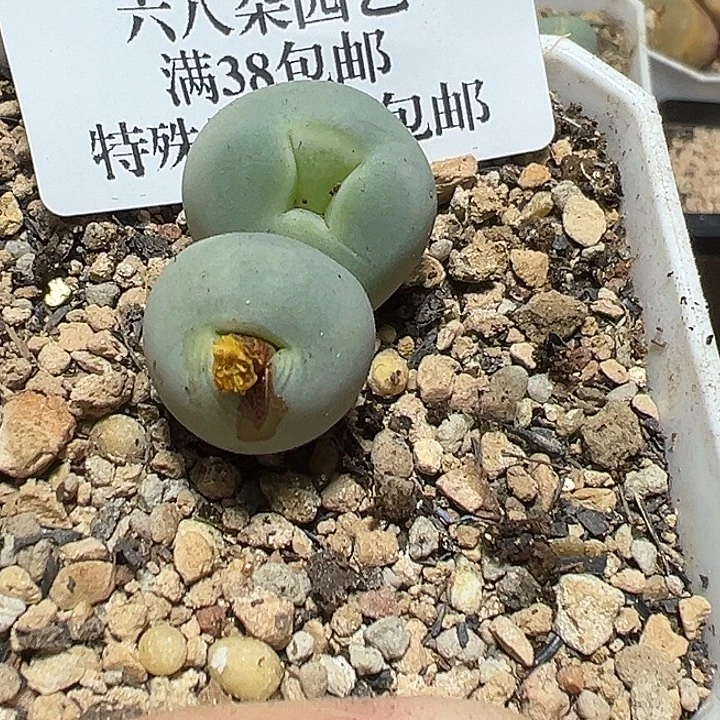 ****霉629号鸽子蛋多肉植物