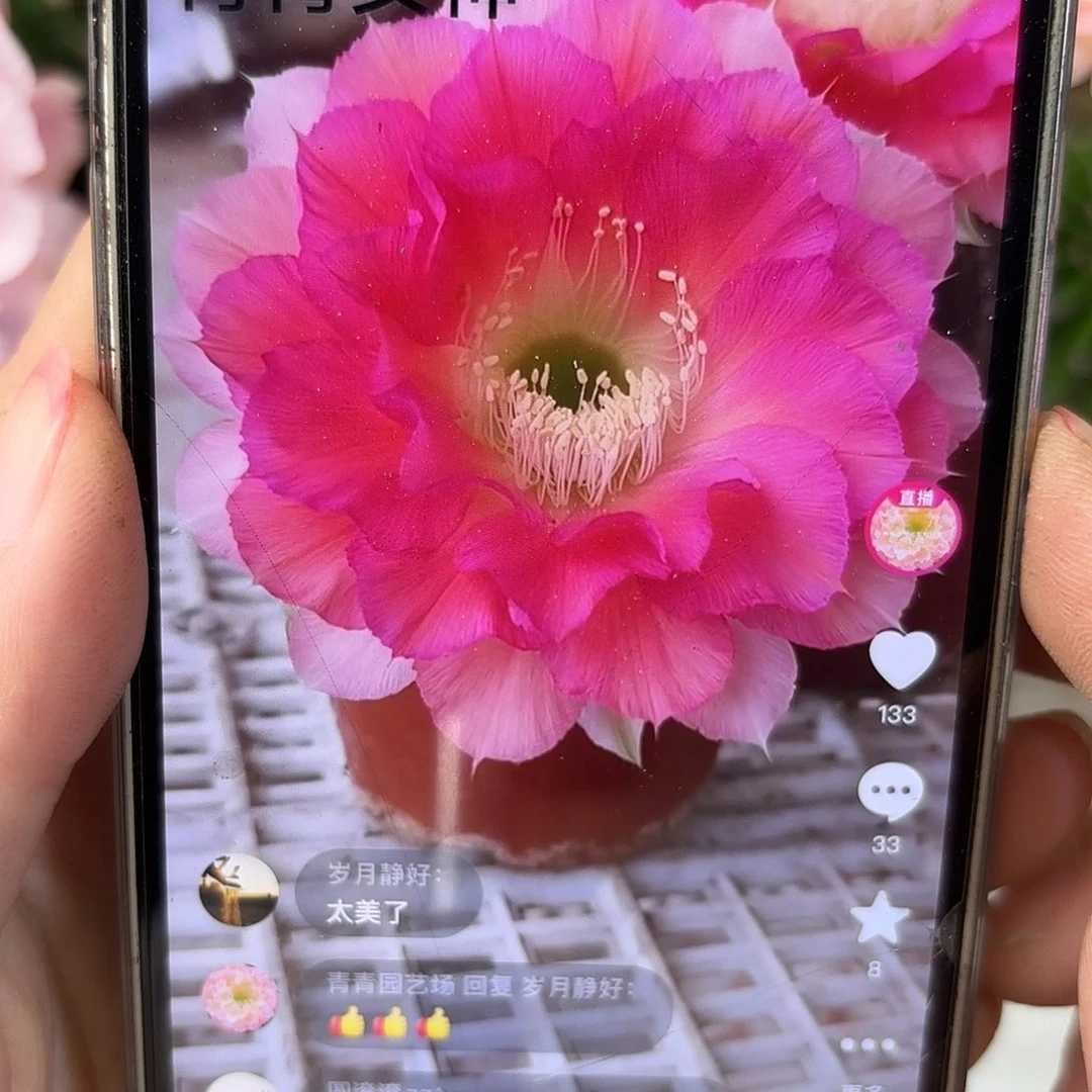 彩草青青女神7.5-8公分带根