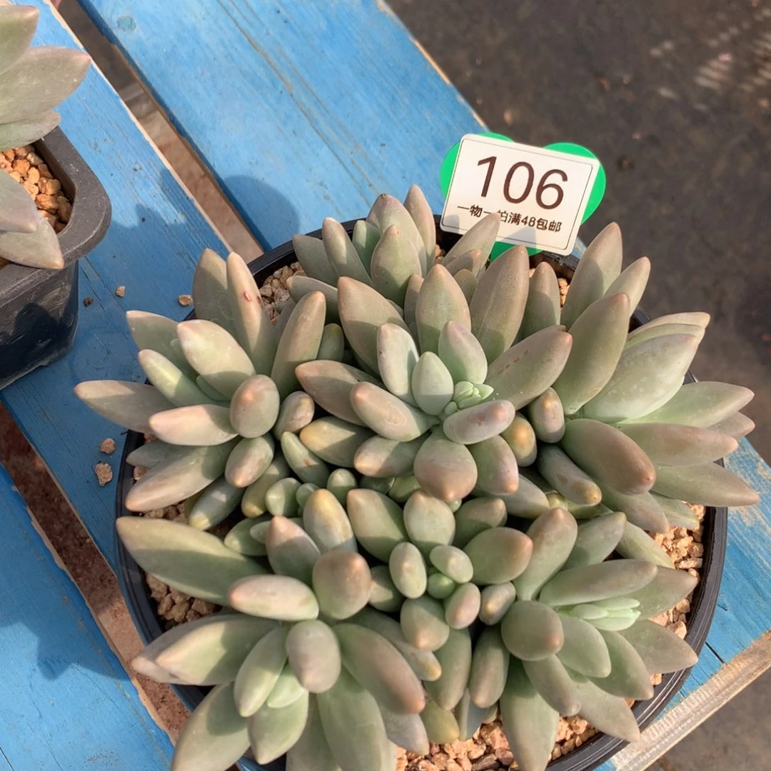 白兰地无砍平头106